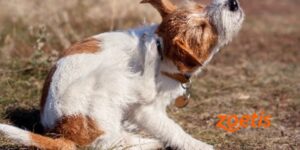 dermatitis atópica canina