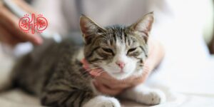 La bacteriuria subclínica no se asocia a menor supervivencia en gatos con enfermedad renal crónica