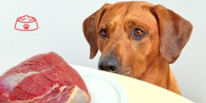 La congelación no elimina las bacterias resistentes detectadas en dietas crudas comerciales