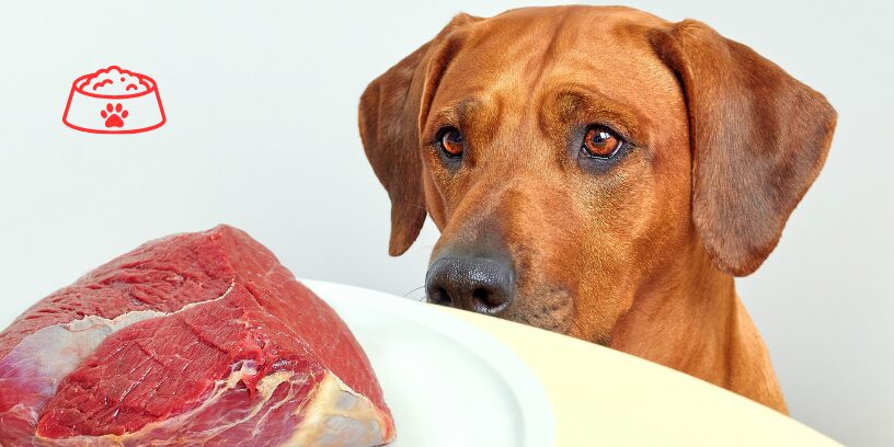 La congelación no elimina las bacterias resistentes detectadas en dietas crudas comerciales