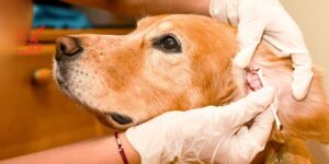 Uso proactivo y reactivo de corticoides tópicos en perros con otitis externa crónica