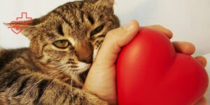 La comorbilidad renal y cardiovascular en gatos supone un reto clínico