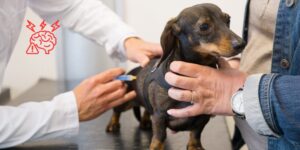 Las consultas veterinarias rutinarias inducen un estrés medible en perros sanos