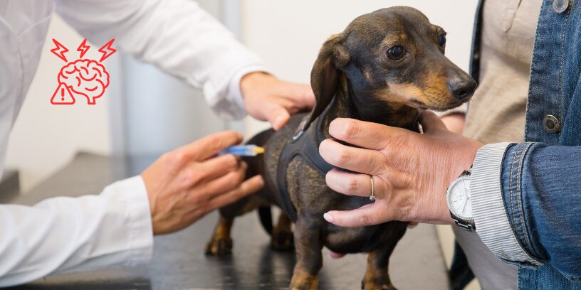 Las consultas veterinarias rutinarias inducen un estrés medible en perros sanos