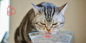 La hidratación oral es una alternativa a los fluidos parenterales en gatos deshidratados estables