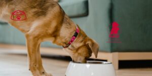 España alcanza 17,1 millones de animales de compañía según el informe anual FEDIAF 2026