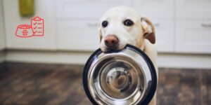 Ingredientes funcionales para una nutrición más precisa en perros y gatos