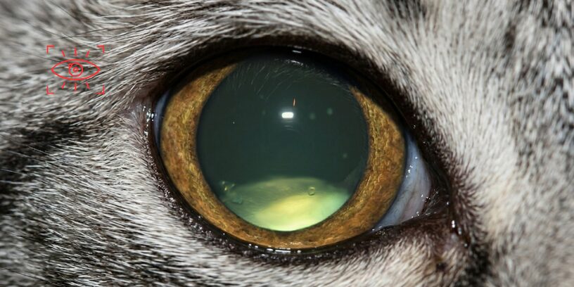 La luxación de cristalino en gatos puede manejarse médicamente cuando la cirugía no es posible