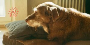 El 60 % de los perros sometidos a profilaxis dental rutinaria presenta osteoartritis