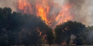 COLVEMA coordina la atención veterinaria a los animales de compañía afectados por los incendios de Madrid