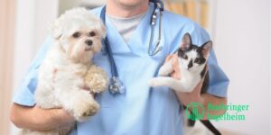 Cerca de 400 veterinarios actualizan sus conocimientos sobre leucemia y leptospira en la práctica clínica diaria de la mano de Boehringer Ingelheim