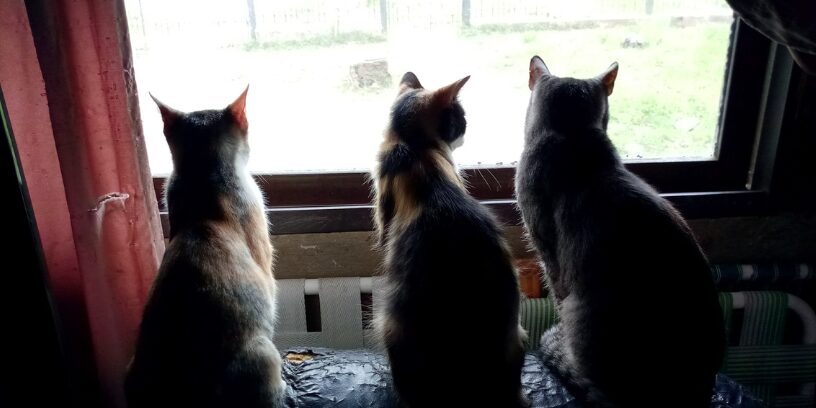 envejecimiento felino