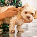 otitis recurrentes perros