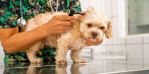 Otitis recurrentes en perros: mirar más allá del oído para evitar recaídas