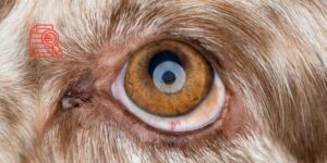 Un estudio español evalúa una formulación liposomal con ciclosporina A para el ojo seco en perros