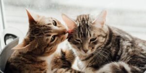 El acicalamiento entre gatos puede indicar tanto afiliación como tensión social