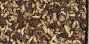 La proteína a base de insectos podría ser una alternativa en perros con dermatitis alimentaria