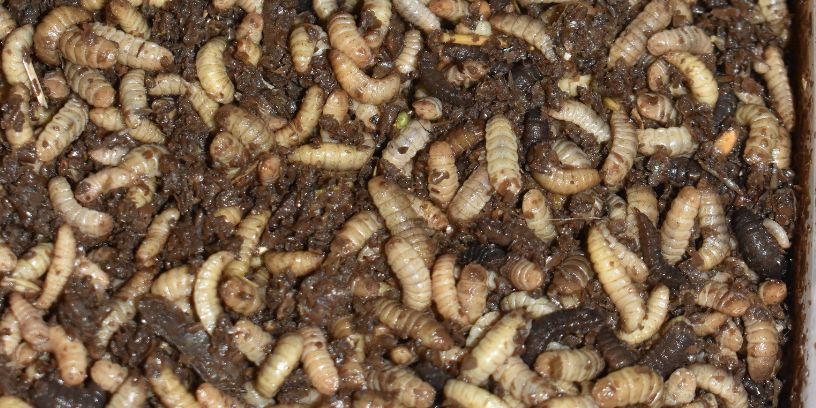 La proteína a base de insectos podría ser una alternativa en perros con dermatitis alimentaria