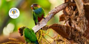 Protegido: Forrajeo en psitácidas y su importancia en aves bajo cuidado humano