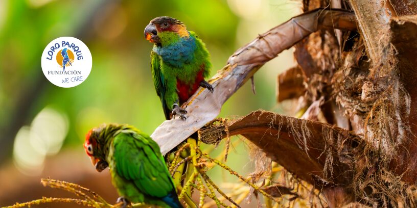 Protegido: Forrajeo en psitácidas y su importancia en aves bajo cuidado humano