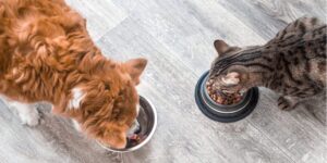 petfood