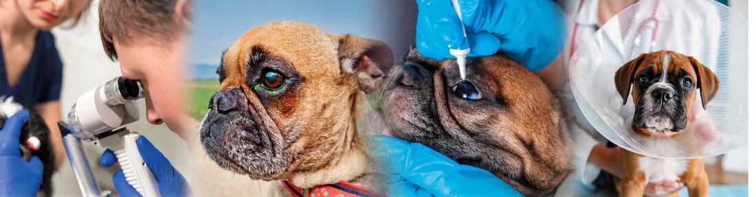 SCCED más allá del Bóxer y la trampa del veterinario imprescindible...