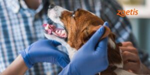 APOQUEL®: eficacia, flexibilidad y seguridad para el control del prurito canino