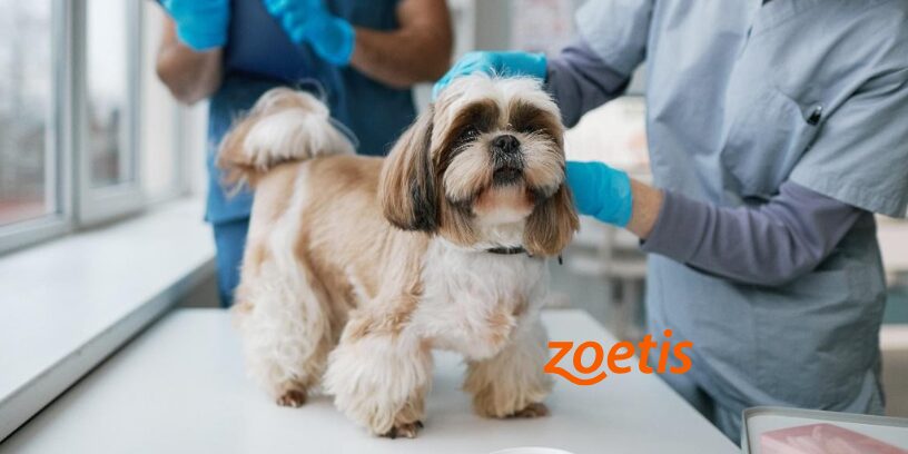 APOQUEL®: 13 años cuidando el prurito canino en el mundo con más de 113 millones de dosis administradas