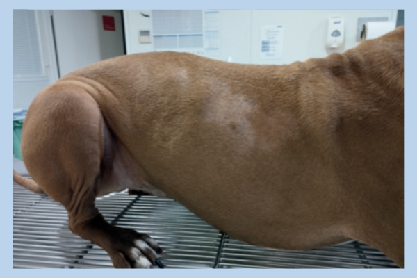 alopecia simétrica en perros