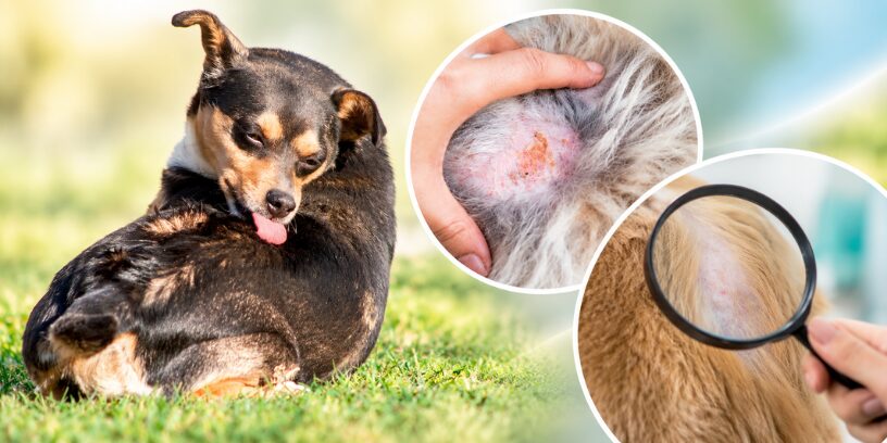 Cuando un caso frecuente deja de ser sencillo: por qué la dermatitis alérgica acaba agotando a familias y veterinarios