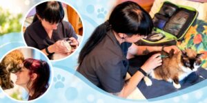 La medicina felina que llega a casa