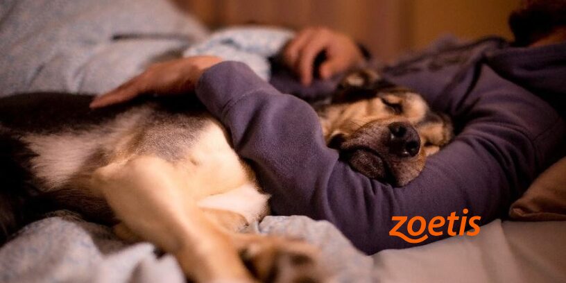 “Una fuente duradera de bienestar”: Zoetis destaca Cytopoint® en el manejo del prurito asociado a dermatitis atópica canina