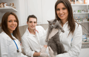 Ilusión, desafíos y aprendizajes, el resumen del primer año de los jóvenes veterinarios