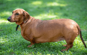 Cómo hablar del sobrepeso de "Nala" en la clínica veterinaria sin perder al tutor por el camino...