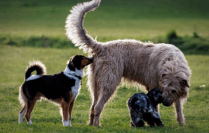 Etapas del desarrollo del perro y su impacto en la conducta