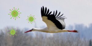 Confirmado un caso de influenza aviar H5N1 en los Aiguamolls de l’Empordà