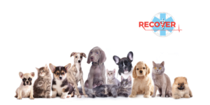 Publicadas las nuevas guías RECOVER de reanimación neonatal en perros y gatos