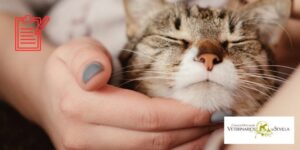 El Colegio de Veterinarios de Sevilla lidera la gestión del registro animal y las colonias felinas en Constantina