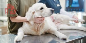 Epilepsia canina, claves clínicas de las crisis en racimo y el estatus epiléptico