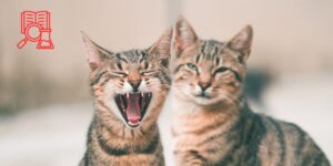 La haptoglobina como posible biomarcador en gingivitis felina: evidencia inicial