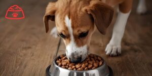 ¿El mercado europeo de pet food se prepara para una transformación sin precedentes?