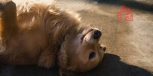Plasma rico en plaquetas, una alternativa en el tratamiento de quistes prostáticos en perros
