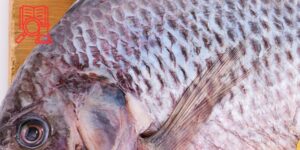 Injertos de piel de tilapia en úlceras corneales caninas: una alternativa biotecnológica prometedora