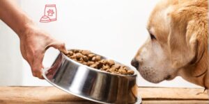 El papel de la fibra dietética en nutrición veterinaria: beneficios clínicos y aplicaciones prácticas