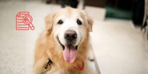 Psicodélicos y bienestar animal: una nueva frontera terapéutica en la medicina veterinaria