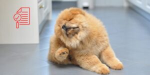 Cómo elegir entre dietas hidrolizadas y a base de aminoácidos en perros y gatos con sospecha de alergia alimentaria