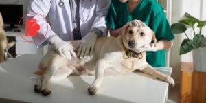 Evaluar el dolor lumbosacro ya es posible gracias a la escala LSPain