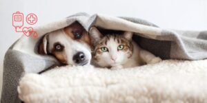Reacciones transfusionales en perros y gatos: cómo reconocerlas y prevenirlas en la clínica veterinaria