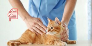 Guías FelineVMA 2025, la actualización esencial en odontología felina para veterinarios de pequeños animales