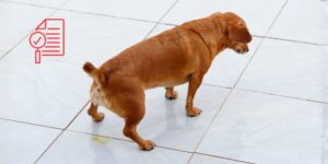 Diagnóstico y manejo de la incontinencia urinaria en el perro